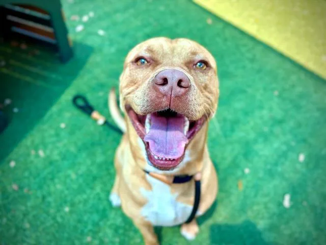 A young large-sized male Pit Bull Terrier dog named Roman for adoption in Orlando, FL