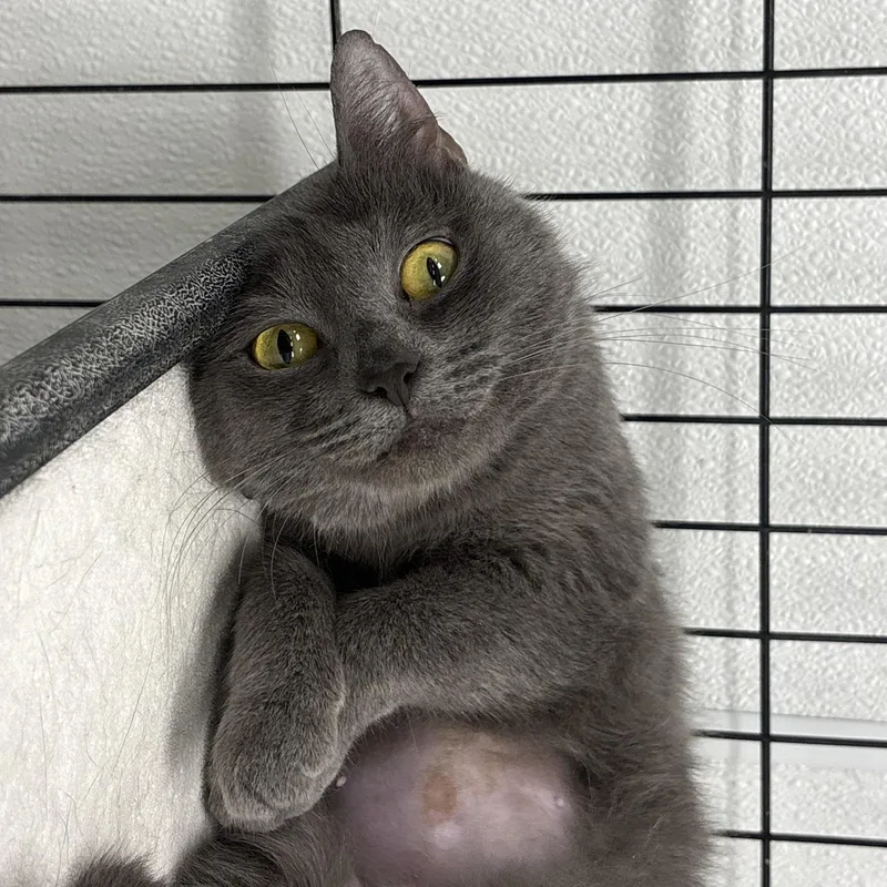 A young medium-sized female Gray / Blue / Silver Domestic Short Hair cat named Minnie for adoption in Youngstown, OH