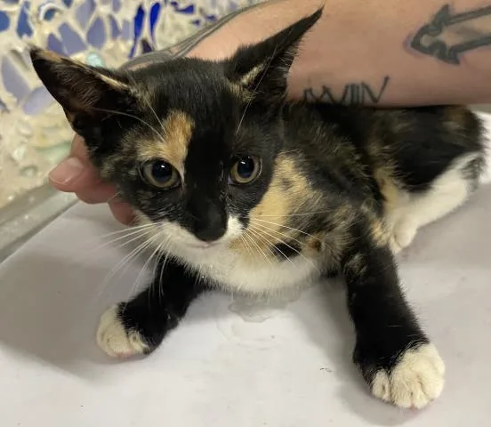 A baby small-sized female Domestic Short Hair cat named Magdelena for adoption in Pensacola, FL