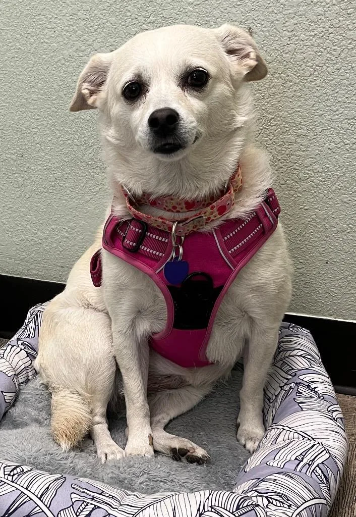 An adult small-sized female Terrier dog named Luna for adoption in Lake Forest, CA