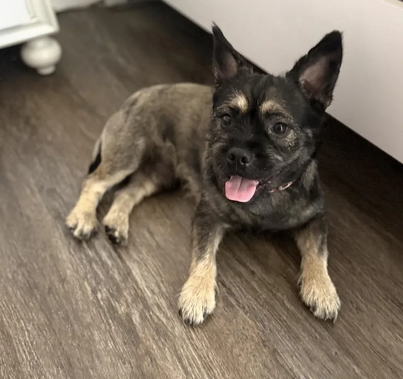 A young small-sized male Black French Bulldog dog named Charlie for adoption in Palm springs, FL