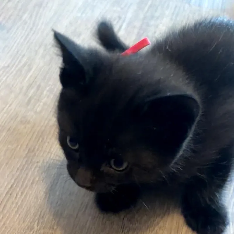 A baby small-sized female Black Domestic Short Hair cat named Artemis for adoption in Monroe, MI