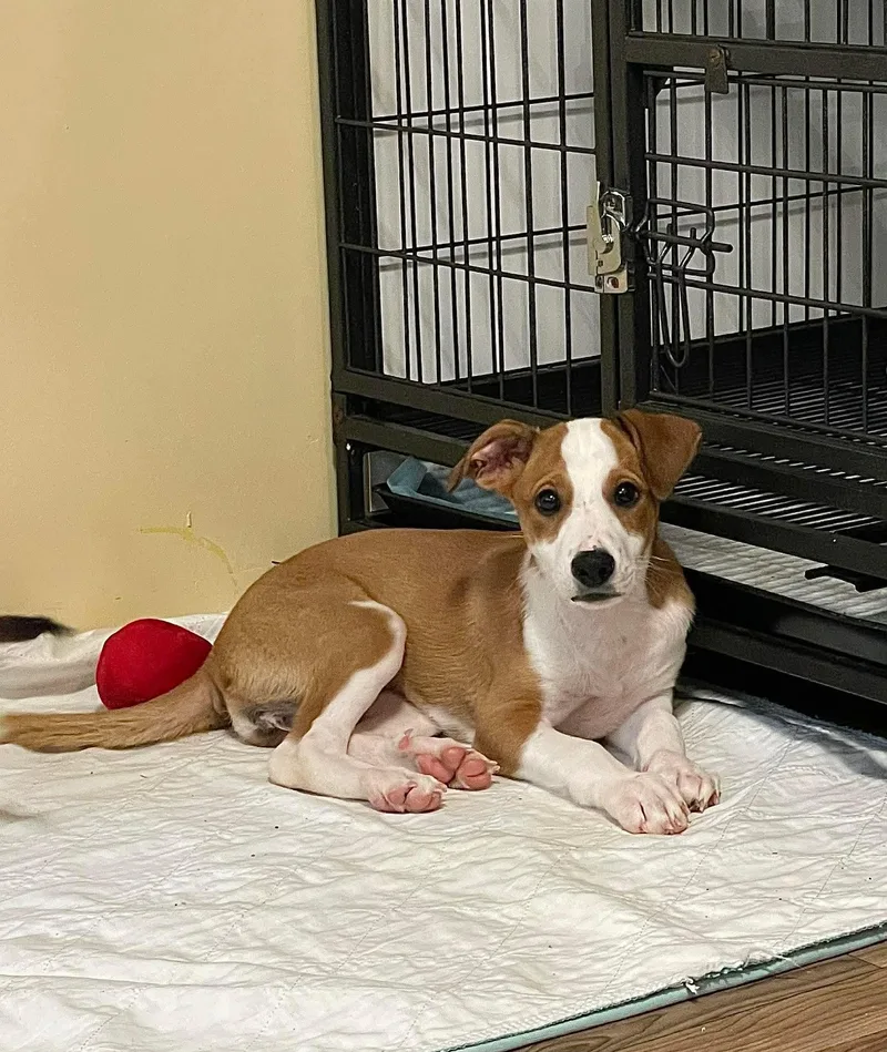 A baby medium-sized male Mixed Breed dog named Marigold for adoption in Berwick, ME