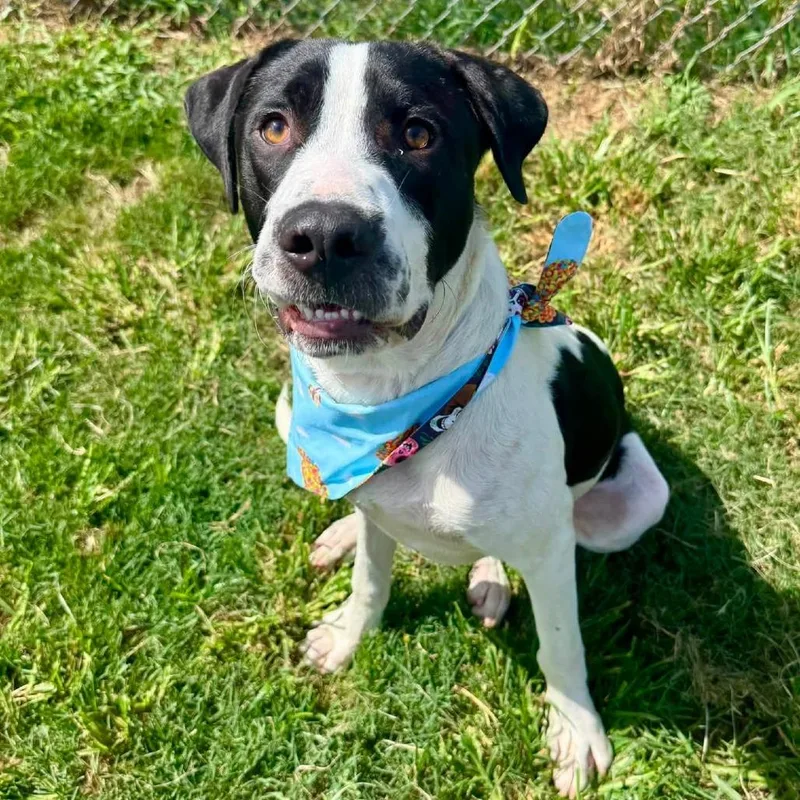 A young medium-sized male White / Cream American Staffordshire Terrier dog named Steven for adoption in Pittsburgh, PA