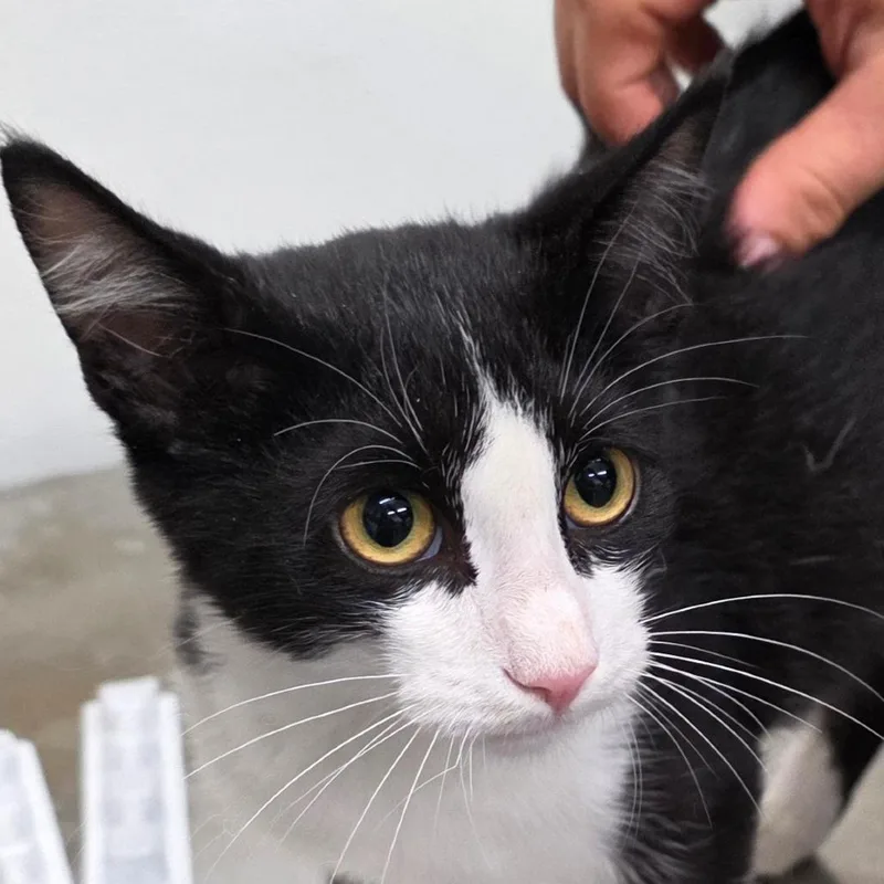 A baby small-sized male Black Domestic Short Hair cat named Screech for adoption in Bronson, FL
