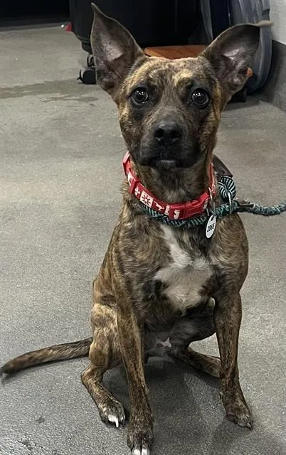 A young medium-sized female Rat Terrier dog named Lexie for adoption in Upper Marlboro, MD
