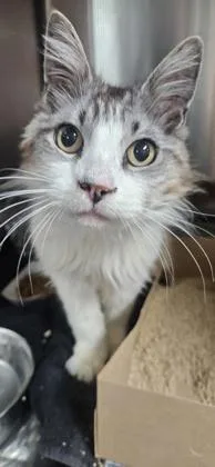 An adult small-sized male Domestic Medium Hair cat named Jessie James for adoption in Roseville, CA