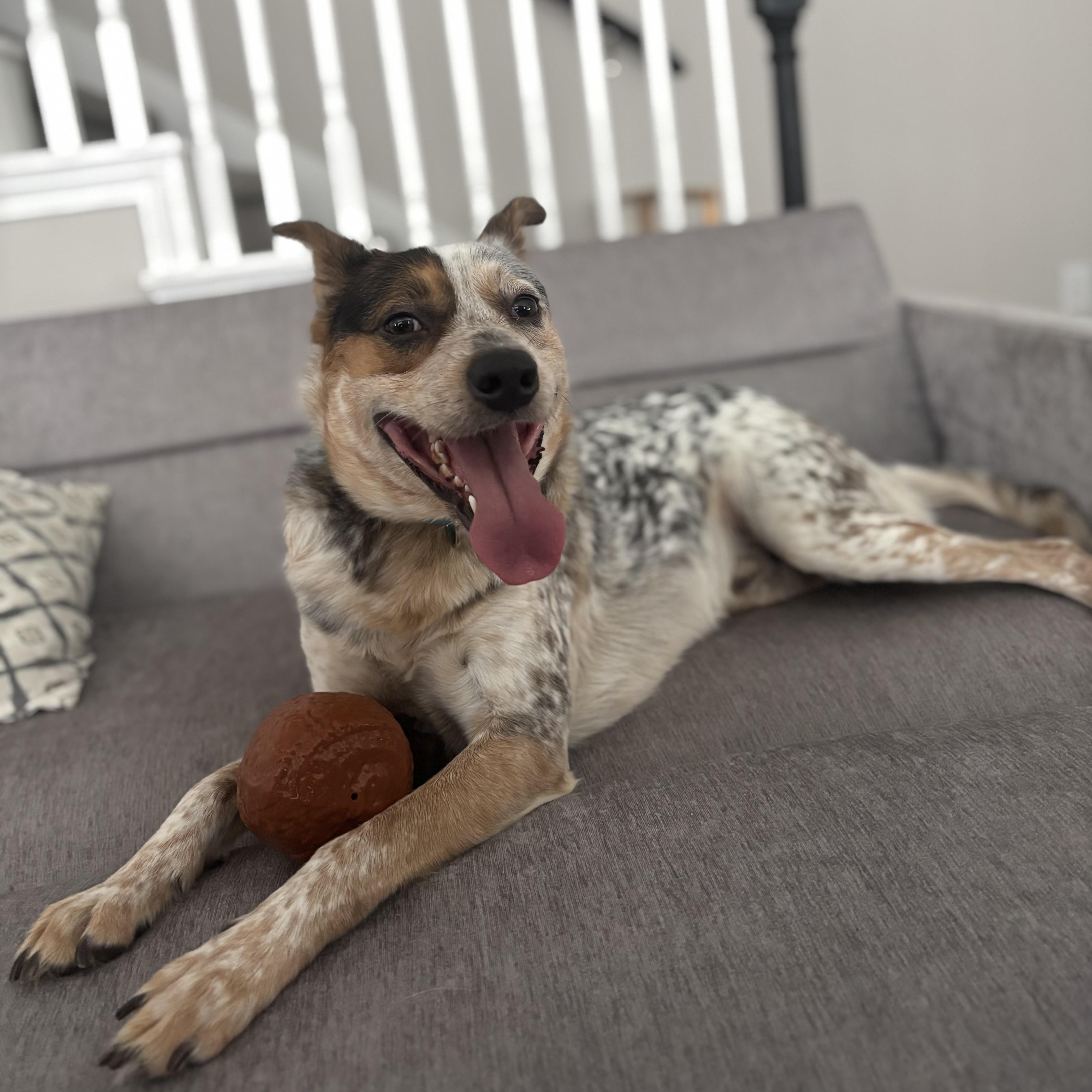 An adult medium-sized male Black Mixed Breed dog named Eggs for adoption in Georgetown, TX
