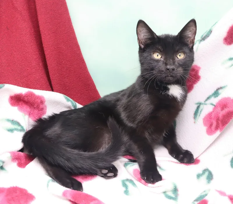 A young medium-sized female Domestic Short Hair cat named Ramblin Rose for adoption in Tierra Verde, FL