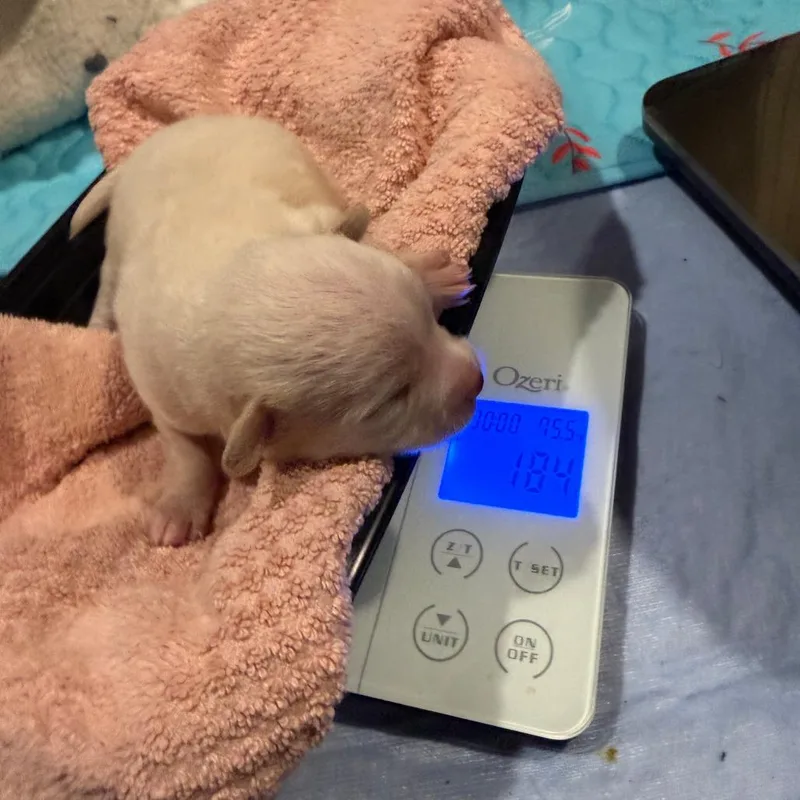 A baby small-sized female White / Cream Chihuahua dog named Rose for adoption in Upland, CA