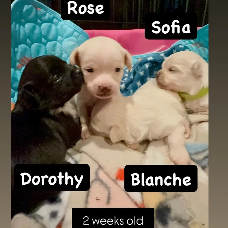 Rose thumbnail 2