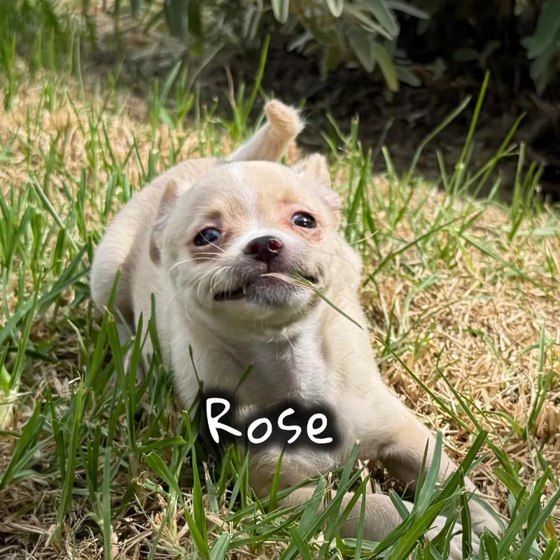 Rose thumbnail 3