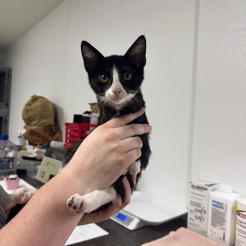 A baby small-sized male Black Domestic Short Hair cat named Louie for adoption in Shelbyville, IL