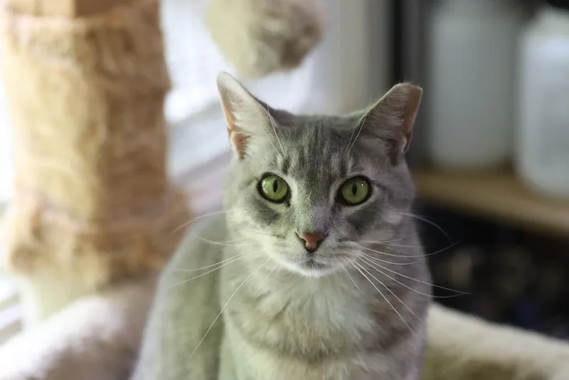 An adult small-sized female Gray & White Tabby cat named Allie for adoption in Loveland, OH