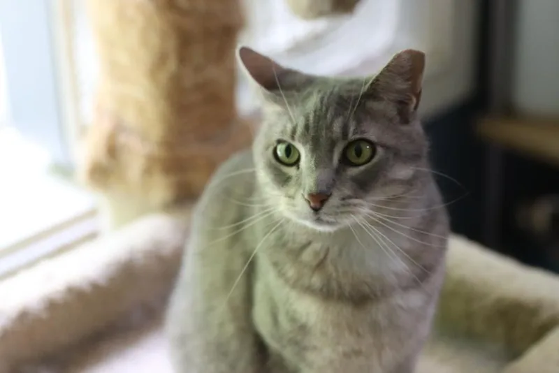 Allie thumbnail 3