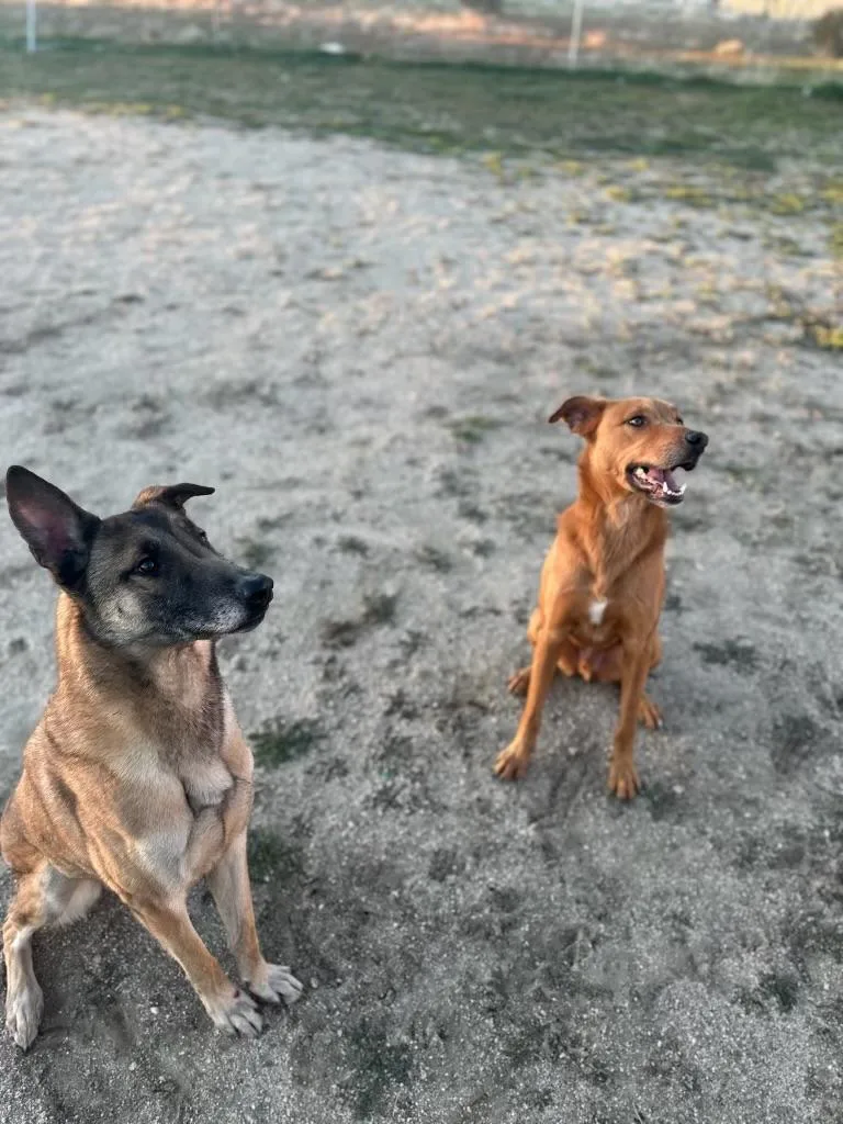Scooby doo