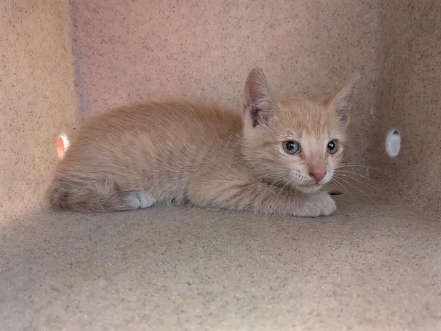 A baby small-sized male Domestic Short Hair cat named Washington for adoption in Lancaster, CA