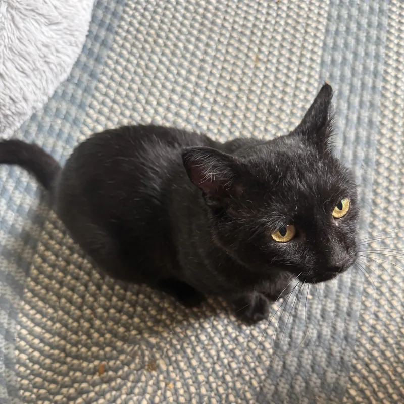 An adult medium-sized male Black Domestic Short Hair cat named Cheeks for adoption in Waynesville, NC