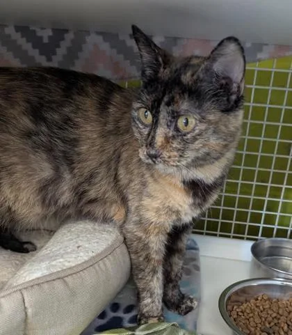 An adult medium-sized female Black Domestic Short Hair cat named Rosie for adoption in Kansas City, MO