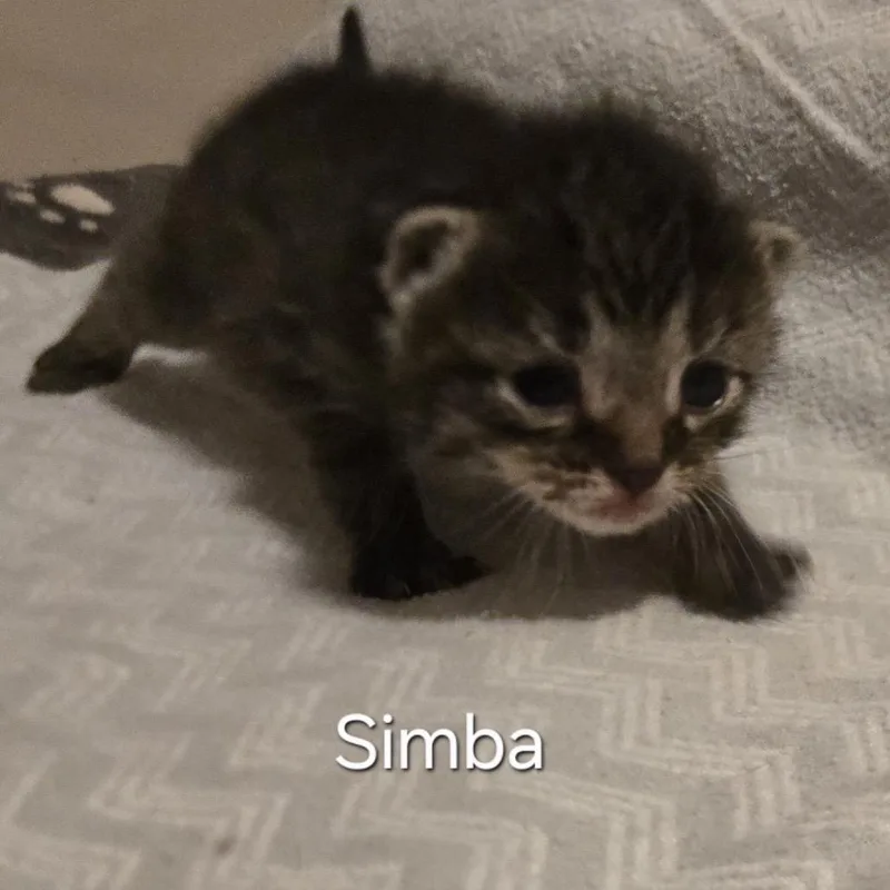 Simba thumbnail 2