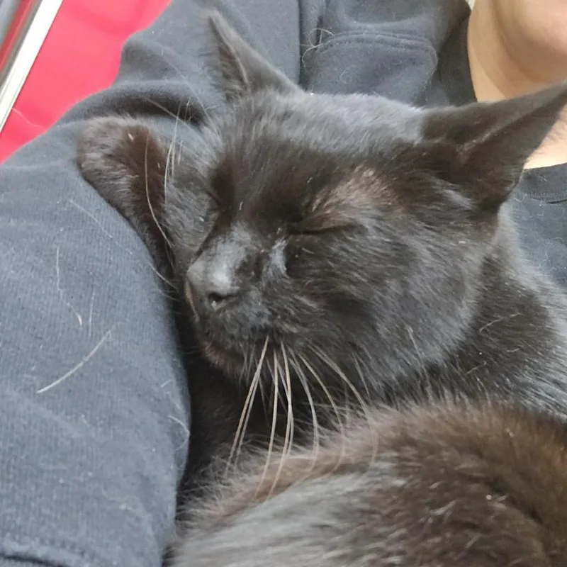 An adult medium-sized male Black Domestic Short Hair cat named Binx @ Pawz Pet for adoption in Carmel, IN