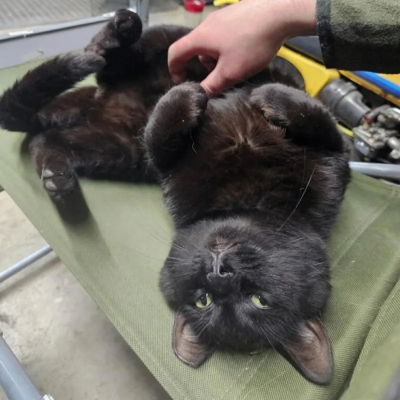 Binx @ Pawz Pet thumbnail 2