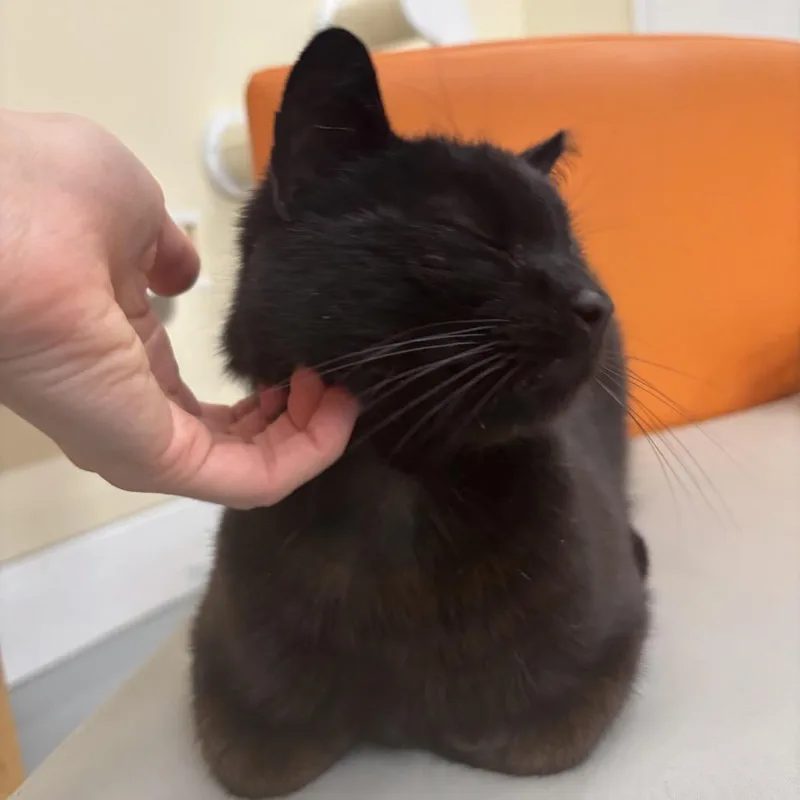 Binx @ Pawz Pet thumbnail 3