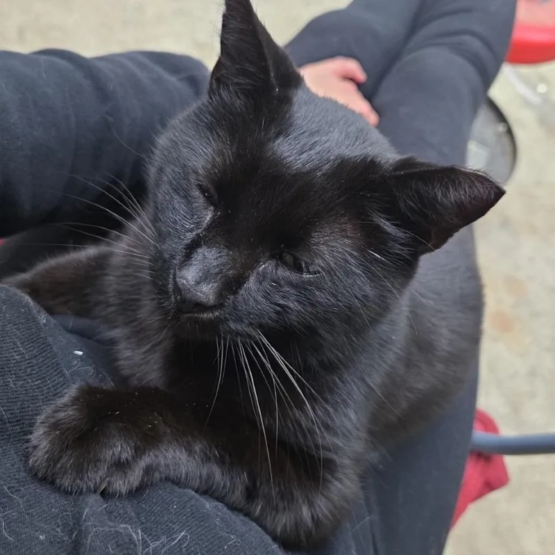 Binx @ Pawz Pet thumbnail 4