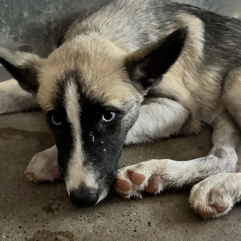 A baby medium-sized female Yellow / Tan / Blond / Fawn Husky dog named Pudding for adoption in Edinburg, TX