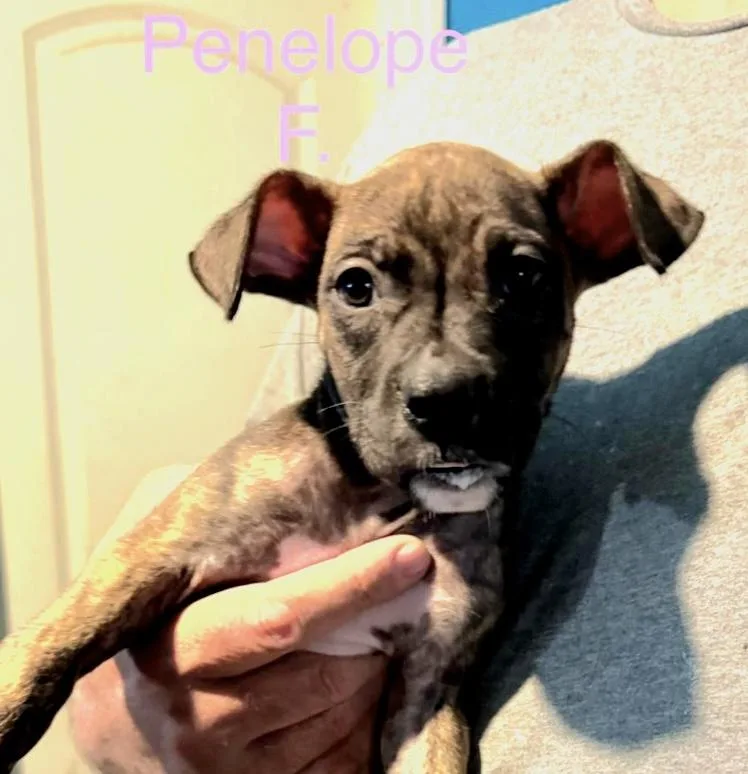 Penelope