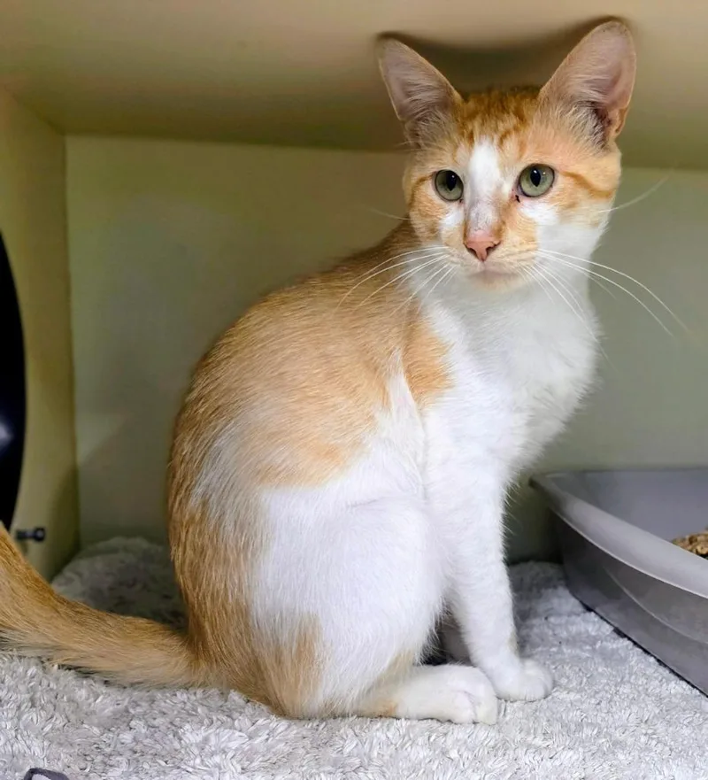 An adult medium-sized male Domestic Short Hair cat named Ajuga for adoption in Bloomington, IN