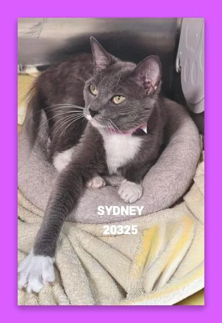 A young medium-sized female Gray / Blue / Silver Domestic Short Hair cat named Sydney for adoption in Marietta, GA