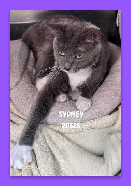 Sydney thumbnail 2