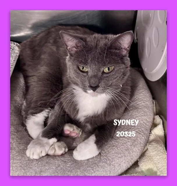 Sydney thumbnail 3