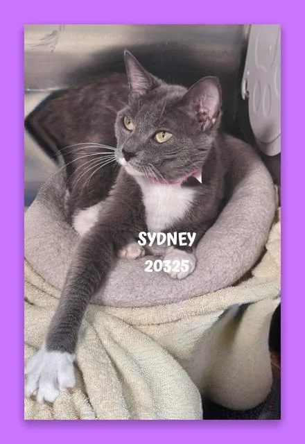 Sydney thumbnail 4