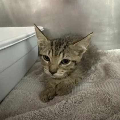 A baby small-sized female Domestic Short Hair cat named Jerry for adoption in West Chester, PA