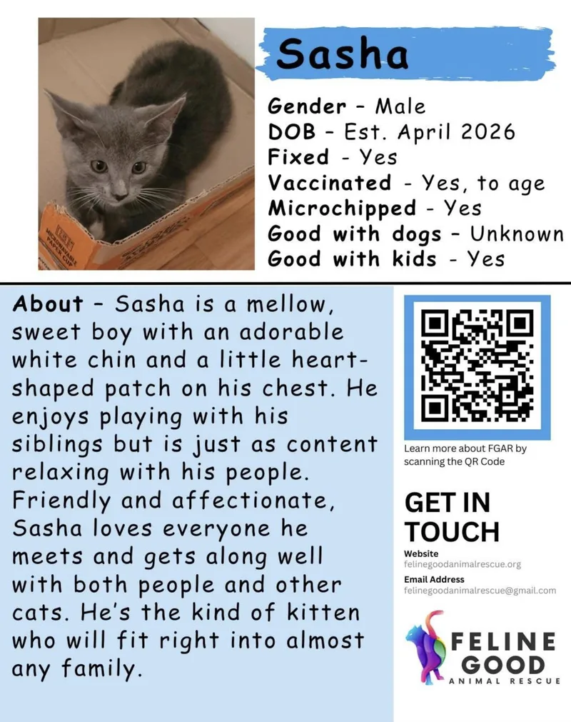 A baby medium-sized male Gray / Blue / Silver Domestic Short Hair cat named Sasha for adoption in Eugene, OR