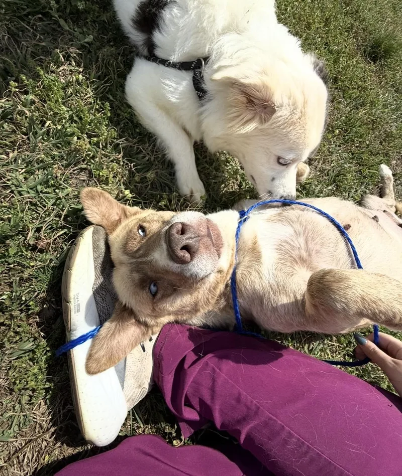 Livvy This Is My thumbnail 2