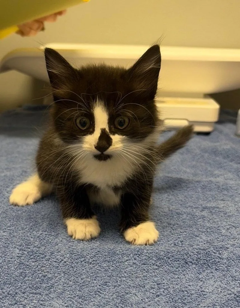 Mittens