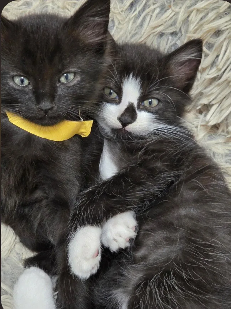 Mittens thumbnail 2