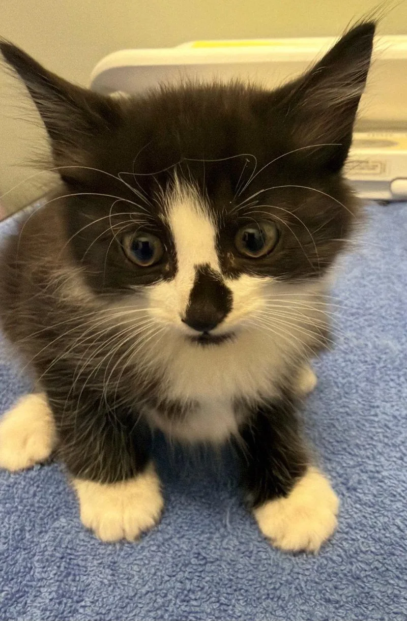 Mittens thumbnail 3