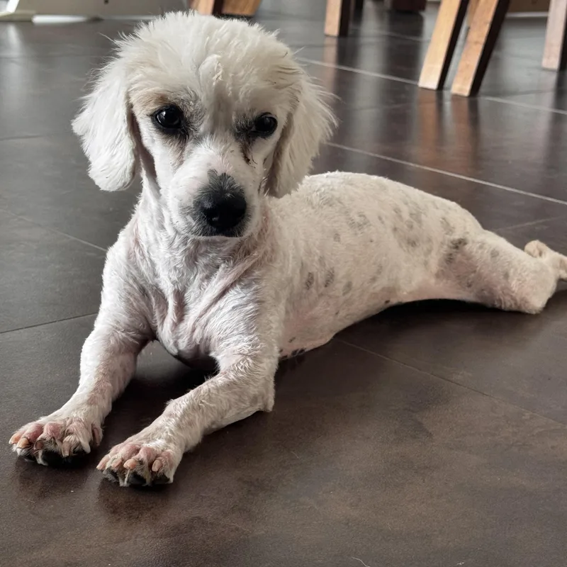 A young small-sized female White / Cream Dachshund dog named Rosie for adoption in Manvel, TX