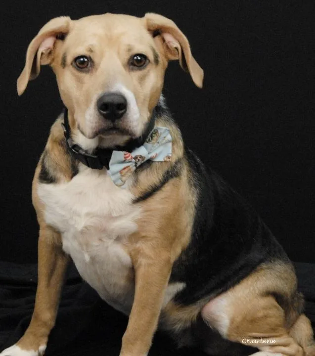 An adult medium-sized female Tricolor (Brown, Black, & White) Beagle dog named Carly for adoption in Newland, NC