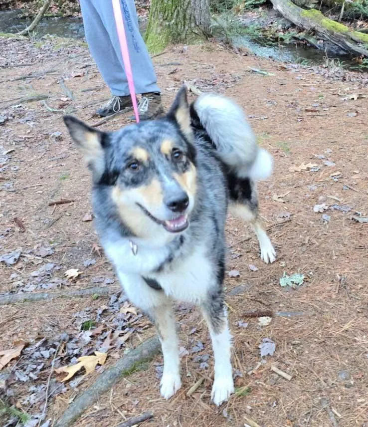 Charlie  Girl thumbnail 2