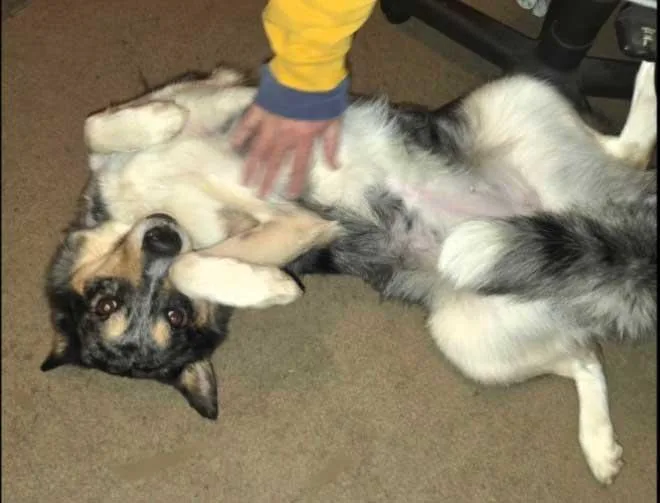 Charlie  Girl thumbnail 3