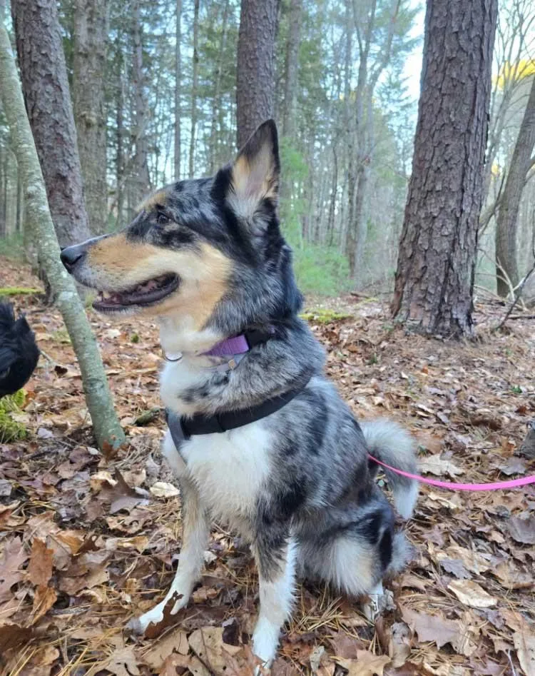 Charlie  Girl thumbnail 4