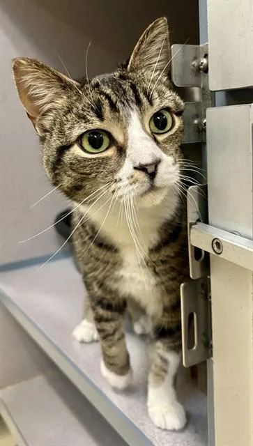 An adult small-sized female Domestic Short Hair cat named Everest for adoption in Aliquippa, PA