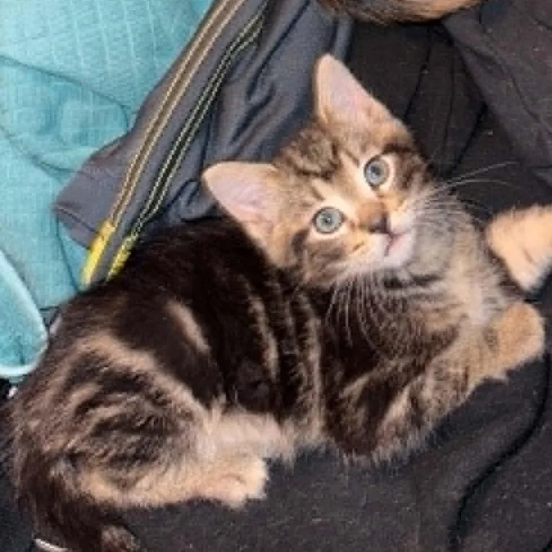 A baby small-sized female Black Domestic Short Hair cat named Tater Tot for adoption in La Grange, KY