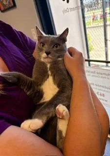 An adult medium-sized male Gray & White Domestic Short Hair cat named Smokie for adoption in Winter Haven, FL