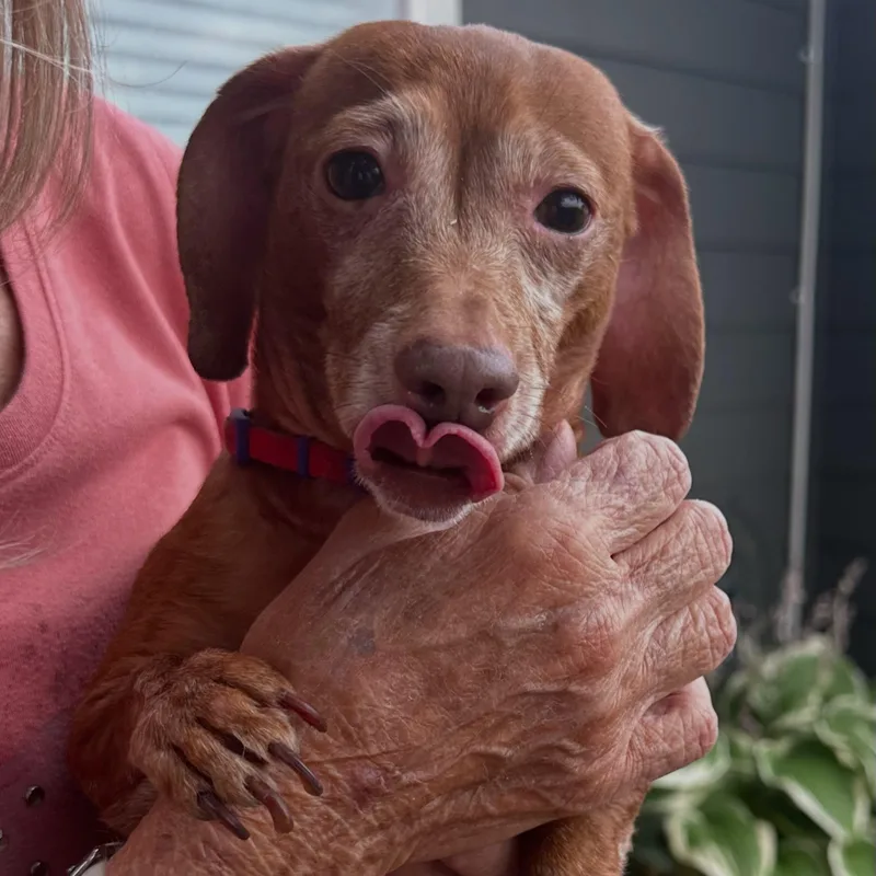 Cinnamon